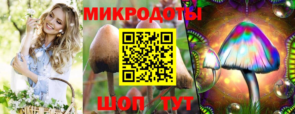 Псилоцибиновые грибы Cubensis Можга